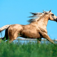 Horse