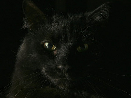 Black Cat - animal, cat, gato, kitten