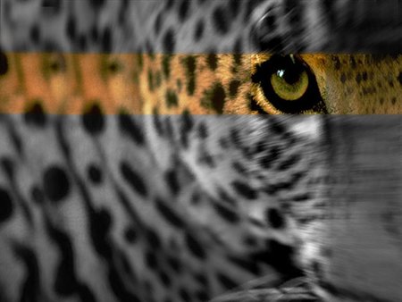 Leopard close up - animal