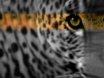 Leopard close up