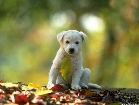 Cute dog - animal