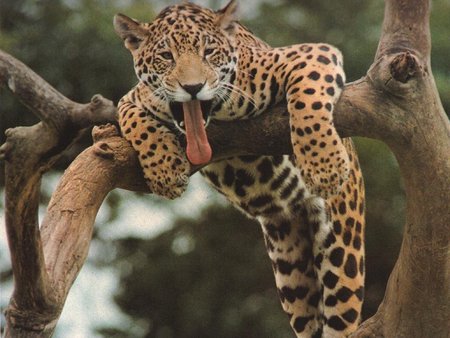 Cute leopard - animal