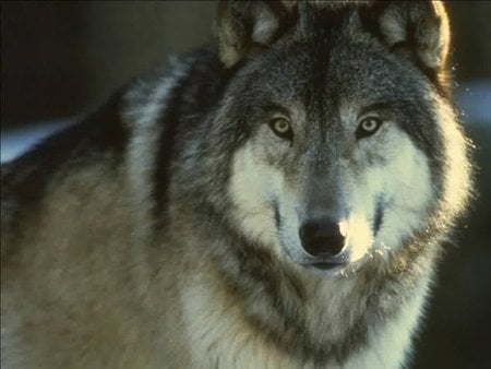 Beautiful wolf - lobo, animal, loups, wolf