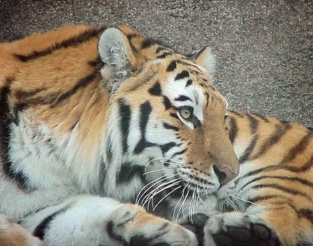 tigre (: - tigre, animal, tiger, big cat