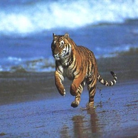 Tiger on beach