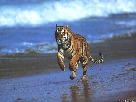 Tiger on beach