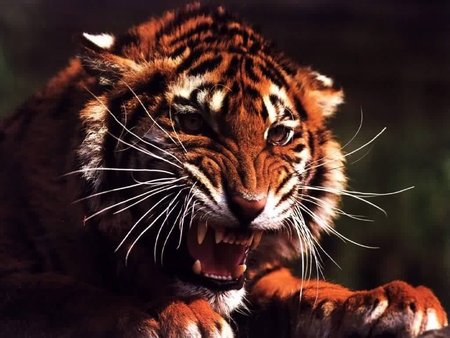 Angry tiger - animal, tiger, tigre, big cat