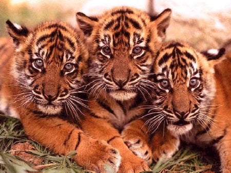 Cub tiger - animal, tiger, tigre, big cat