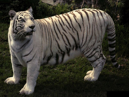 White tiger