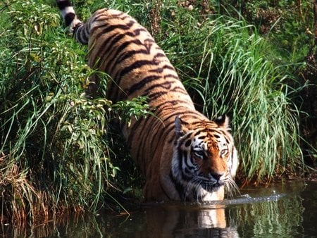 Tiger going to water - water, animal, tiger, tigre, big cat