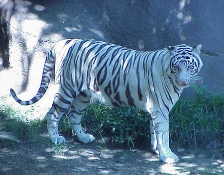 White tiger - animal, tiger, tigre, big cat