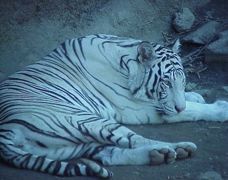 Tigre branco - animal, tiger, tigre, big cat