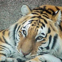 Cute tiger
