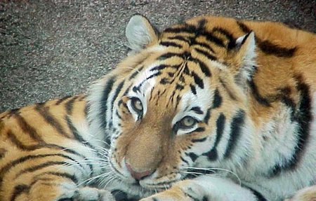 Cute tiger - animal, cute, tiger, tigre, big cat