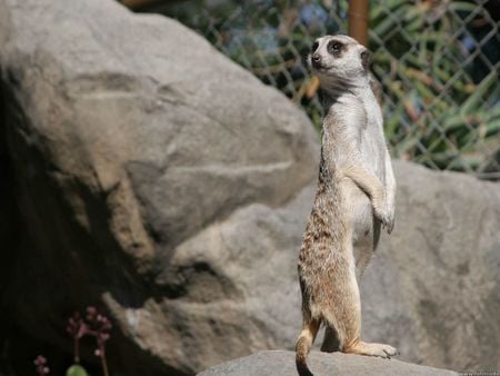 Merekat - suricate, merekat, animal