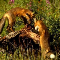 Red fox