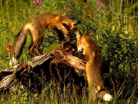 Red fox - animal, raposa vermelha, red fox, fox