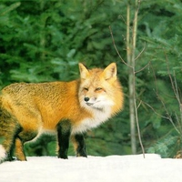 Fox