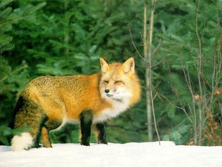 Fox - animal, fox, red fox, raposa vermelha