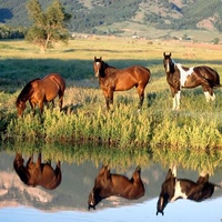 Horses