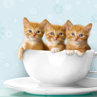 Teacup Kittens