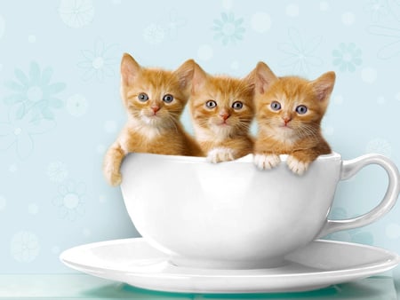 Teacup Kittens - animal, gatos, cats