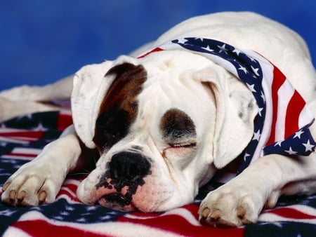 American dog - american, dog, cachorro, animal