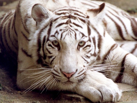 tigre branco - tigre, animal, tiger