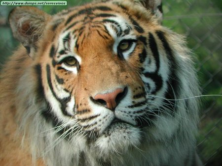 sweet siberian tiger - cat, tiger