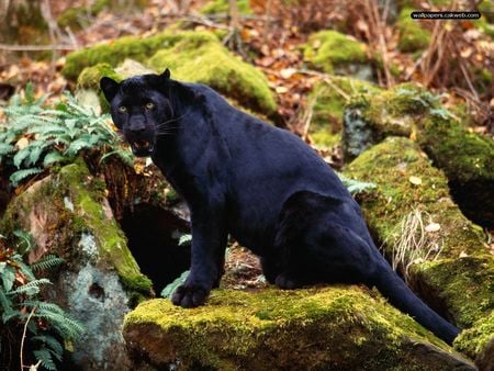 black leopard - leopard, cat