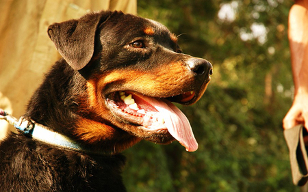 Areo at a young age(Rottweiler) - rottweiller