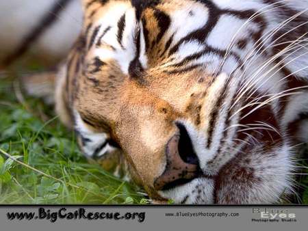 sleepy tiger - cat