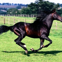 arab-spaniard stallion