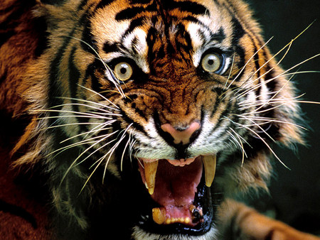 angry tiger - animal