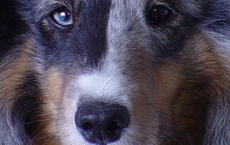 UP CLOSE AND PERSONAL - shetland sheepdog, blue merle, sheltie