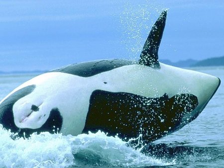 Orca - animal