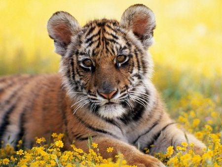 baby tiger - animal