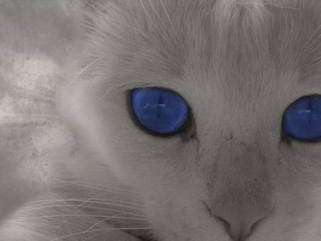 Blue Beauty - animal