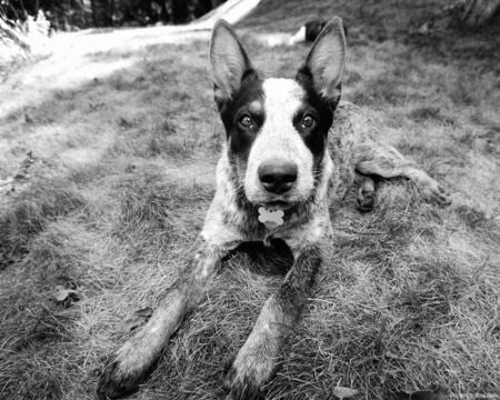 black-and-white-dog - puppy, animals, dog, black and white, photos