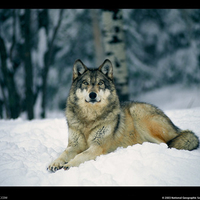 gray wolf in the snow