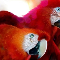 A Pair Of Parrots