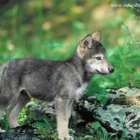 Wolf Pup