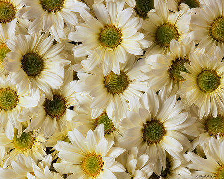 Daisies - nature, daisy, flower, peatal