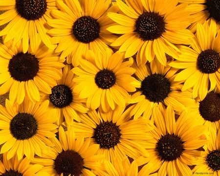 Sunflowers - sunflower, nature, yellow, flower