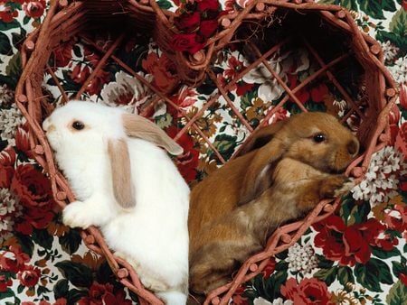 Two Cute Bunnies - animals, heart, easter, basket, bunny, white, brown, rabbit, cute, couple, pet, valentine, shaped, rodent, red, bunnies, animal, sweet, flower