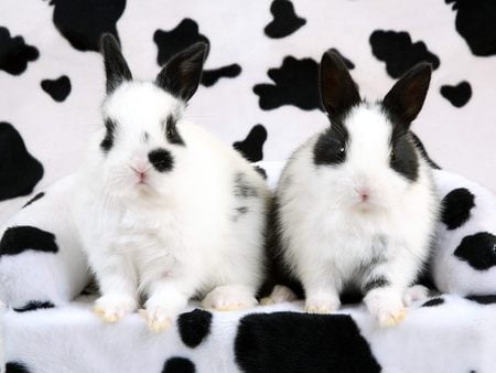 Black And White Bunny - black, rabbit, rodent, pet, white, animal, bunny