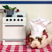 Whats Cooking Guinea Pig