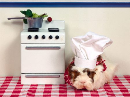 Whats Cooking Guinea Pig - pig, animal, kitchen, guinea, rodent, pet, house