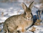 Rabbit In The Snow