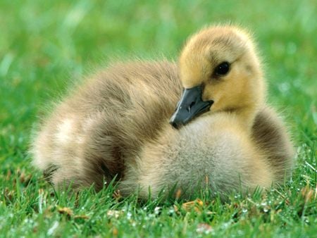 Canadian Gosling - gosling